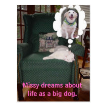 Missy dreams about life as a big dog. post card