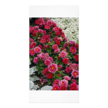 Mixed flowers in flower bed custom photo card