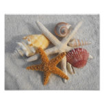 Mixed Sea Shells and Starfish on White Sand Beach Photographic Print