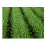 Mmm, garlic post card