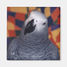 Mojo Magnets