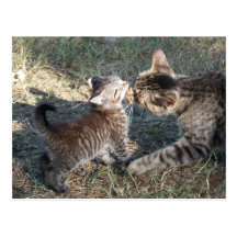 Momma cleans Baby Postcard