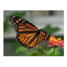 Monarch and Lantana Postcard