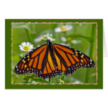 Monarch Butterfly Card