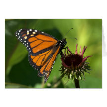 Monarch Butterfly Card