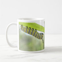 Monarch Butterfly Caterpillar Exploring A Milkweed Mugs
