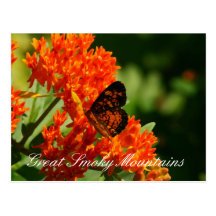 Monarch Butterfly Great Smoky Mountains Post Card