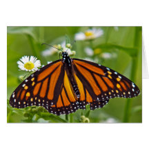 Monarch Butterfly Greeting Card