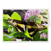 Monarch Butterfly Greeting Cards