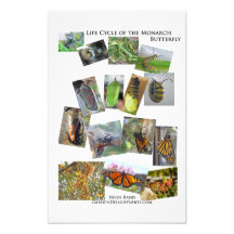 Monarch Butterfly Life Cycle Photographic Print