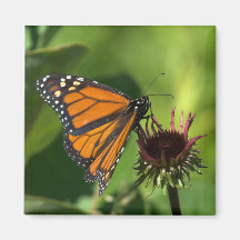 Monarch Butterfly Magnet