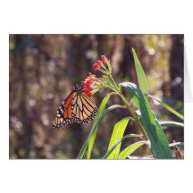 Monarch Butterfly Notecard