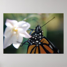 Monarch butterfly on flower - Print