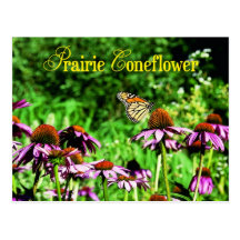 Monarch butterfly on purple prairie coneflower post cards