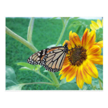 Monarch Butterfly On Sunflower Postcards