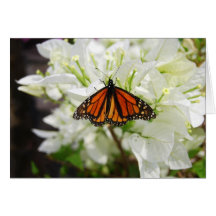 Monarch Butterfly on White Bougainvillea Card