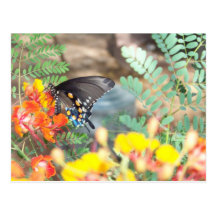 Monarch Butterfly Post Card