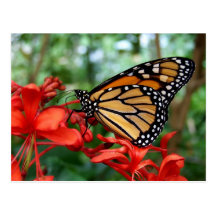 Monarch Butterfly Post Card