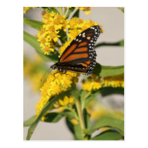 Monarch Butterfly Post Card