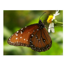 Monarch Butterfly Post Cards