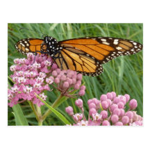 Monarch Butterfly Postcard