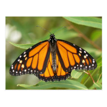 Monarch Butterfly Postcard.