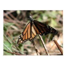 Monarch Butterfly-postcard