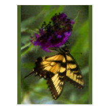 Monarch Butterfly Postcard