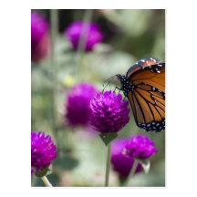 Monarch Butterfly Postcard