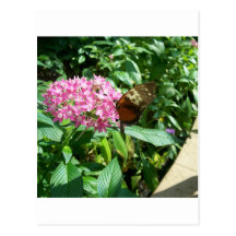 monarch butterfly postcard