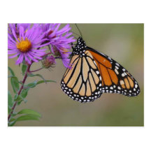 Monarch Butterfly Postcards