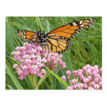 Monarch Butterfly Postcards