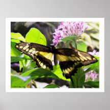 Monarch Butterfly Poster