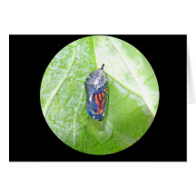 Monarch Chrysalis Cards