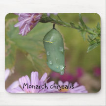 Monarch chrysalis mouse mats