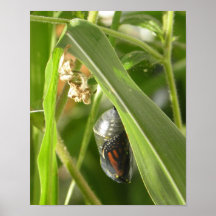 Monarch_Chrysalis_P9120583_cropcpyrt Posters