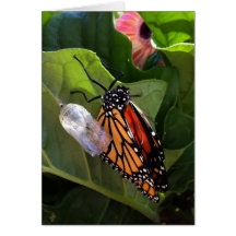 Monarch Emerges Card