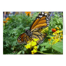 Monarch Majesty (1) Greetiing Card