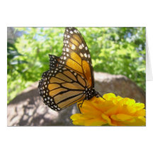 Monarch Majesty (7)  Greeting Card