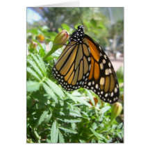 Monarch Majesty (8) Greeting Card