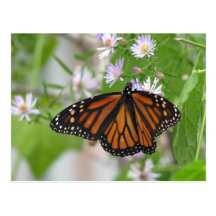 Monarch on Wild Asters Postcard
