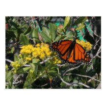 Monarch with Colour Postcard