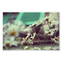 Monet's Daisies Photo Print