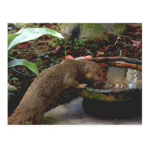 Mongoose Wildlife Happy Hour Post Cards