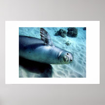 Monk Seal Waves Hello Print