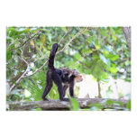 Monkey and Baby Photo Print