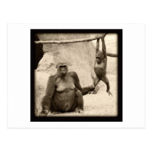Monkey Business Postcard