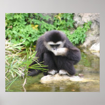 monkey drinking print