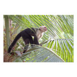 Monkey in Bamboo Jungle Photo