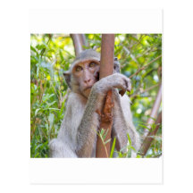 Monkey Postcard